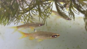 Peixe amazônico põe ovos fora d’água e reproduz em estações chuvosas