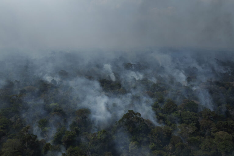 Perda global de florestas atinge recorde em 2024, mostra estudo da WR