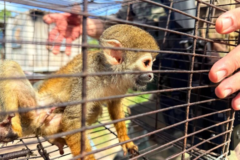 Polícia do Amazonas aperta o cerco contra a exploração de animais silvestres