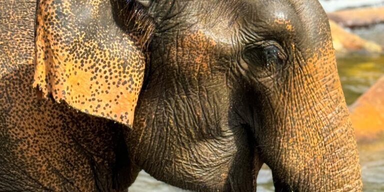 Por que as orelhas dos elefantes são tão grandes?