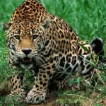 Portal Amazônia responde: a onça-pintada mia?