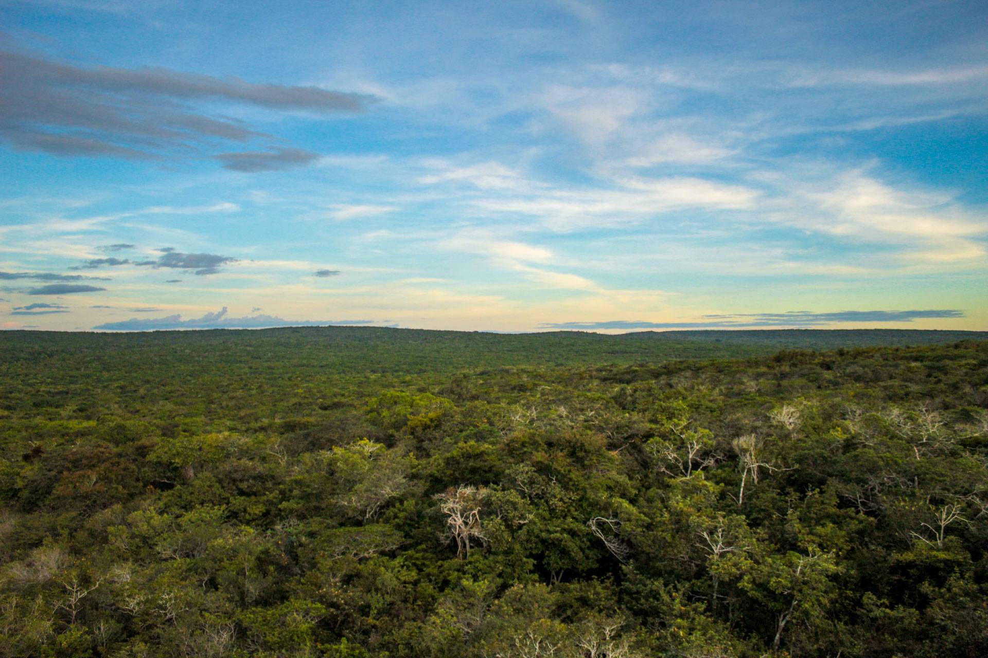 Caatinga: o bioma quase esquecido que resiste com ciência, conservação e esperança