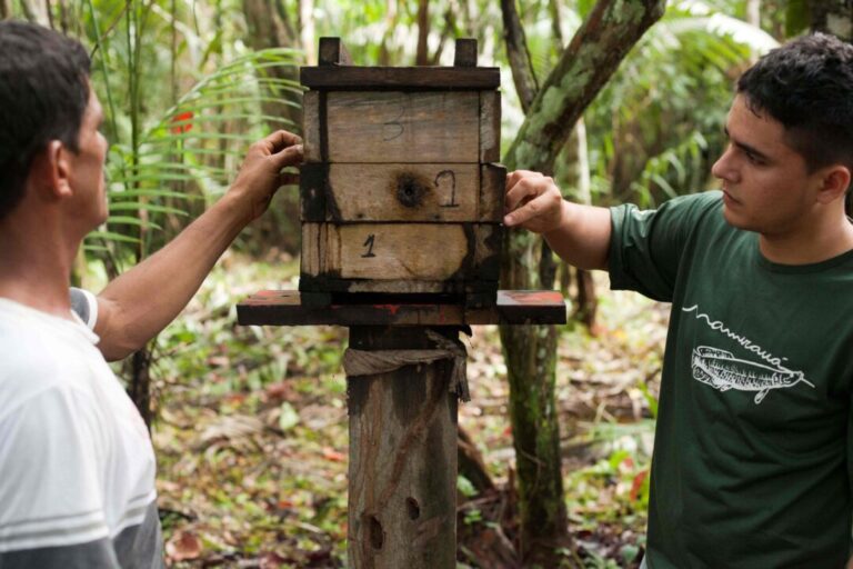 Protocolo foca em manejo de abelhas sem ferrão na Amazônia