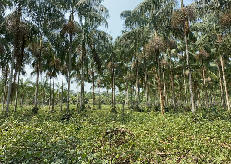 Protocolo viabiliza cultivo de açaí-solteiro na Amazônia