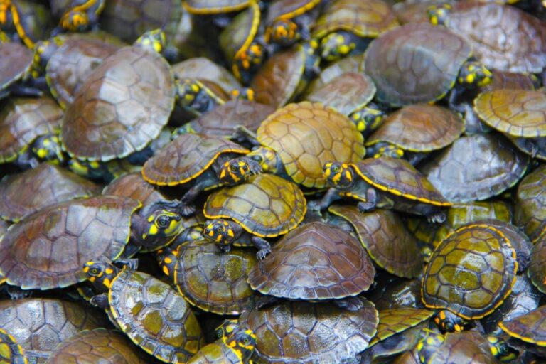 Quelônios manejados poderão ser vendidos legalmente no AM