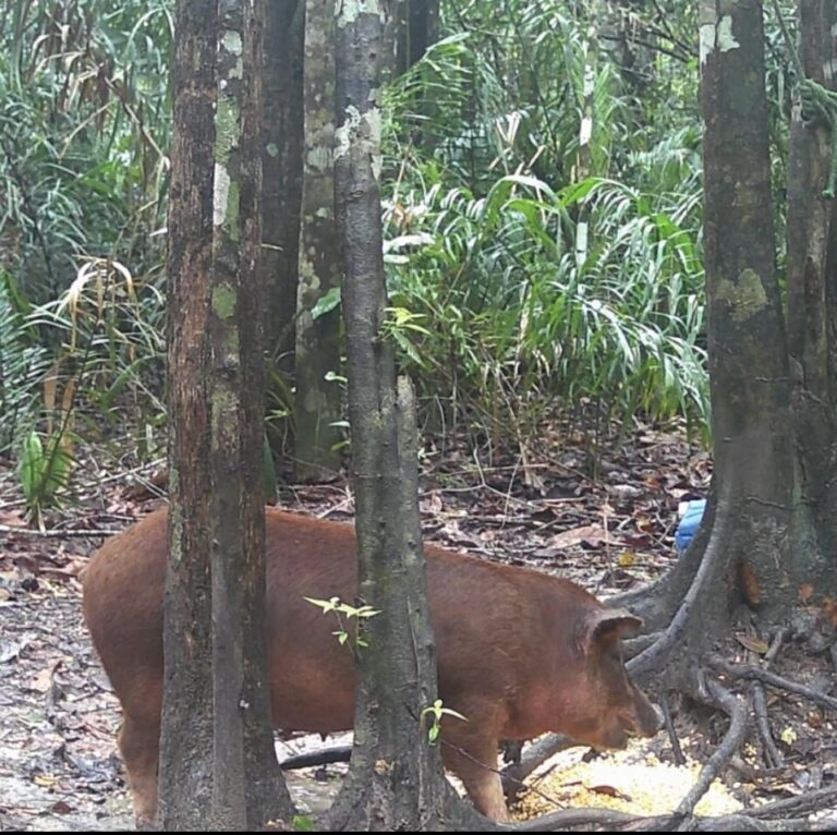 Roraima atua no controle de espécie invasora