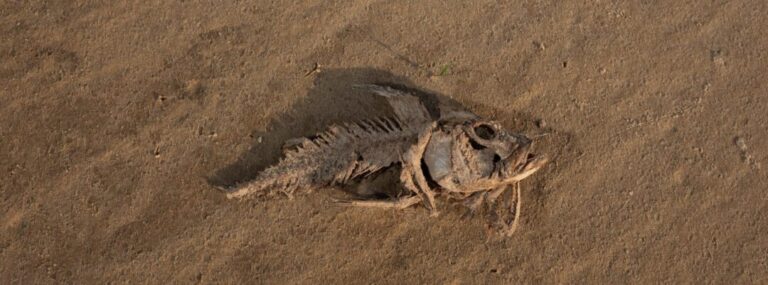 Secas extremas podem redefinir futuro dos peixes na Amazônia