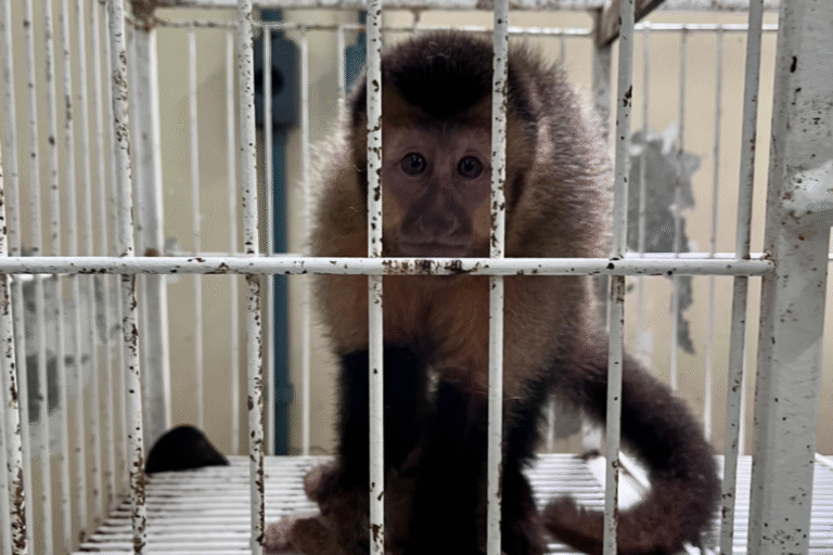 Superlotação de animais e más condições gera nova crise no Cetas-RJ