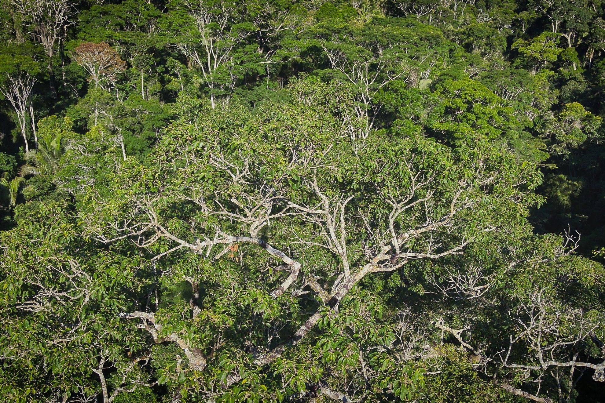 Um jequitibá de 65 metros: conheça a maior árvore viva da Mata Atlântica