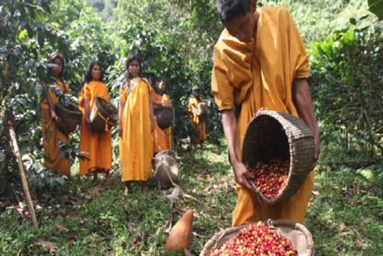 agricultores e indígenas conservam floresta amazônica