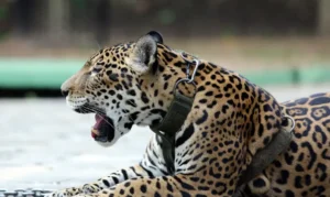 de onde vem esse termo curioso?