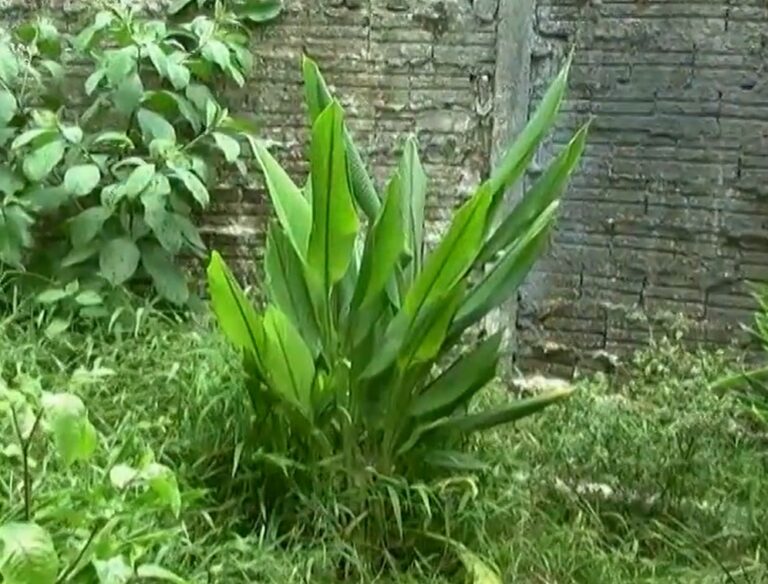 planta exótica pode ser encontrada na Amazônia