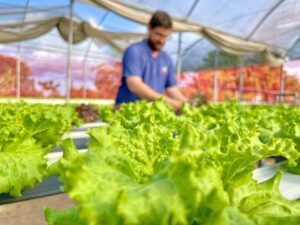 produtor usa técnica de plantio sem uso do solo