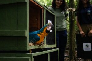 After more than 200 years, macaws get a new chance in Rio de Janeiro
