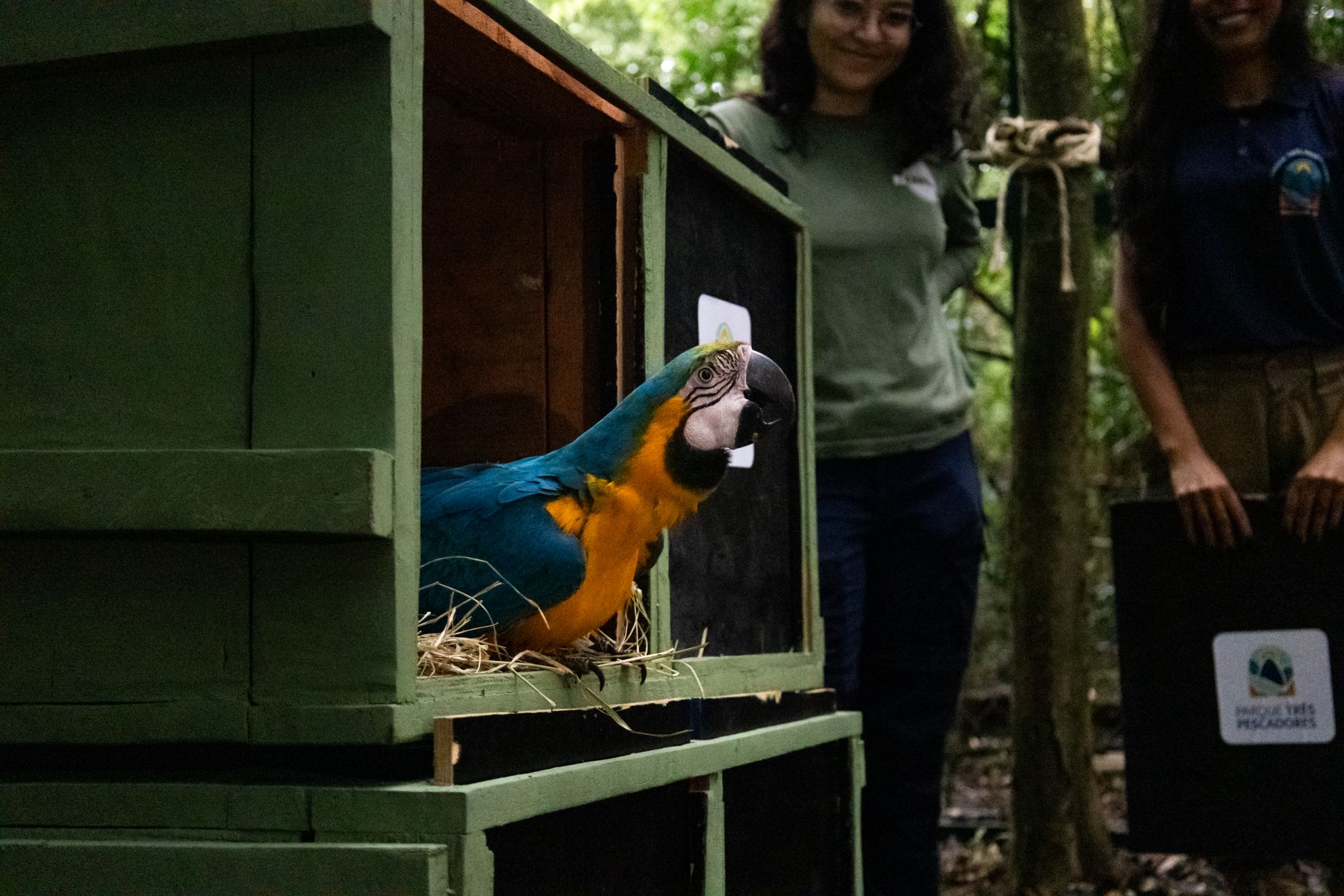 After more than 200 years, macaws get a new chance in Rio de Janeiro