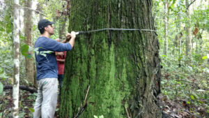 Amapá lidera estoques de biomassa na Amazônia, revela estudo