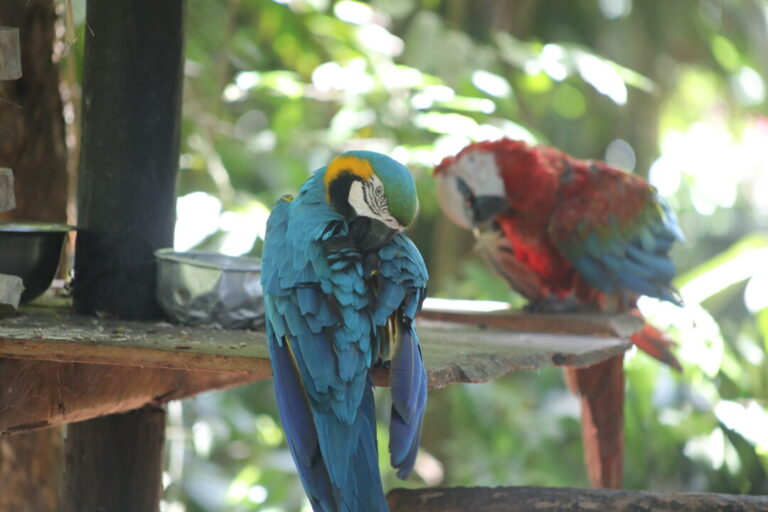 Araras reforçam biodiversidade no Bosque Rodrigues Alves