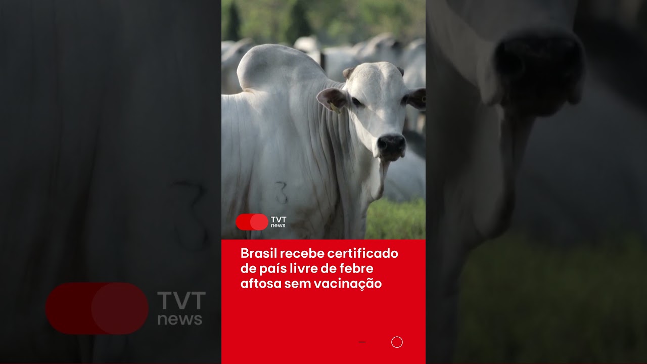Brasil recebe certificado de país livre de febre aftosa sem vacinação