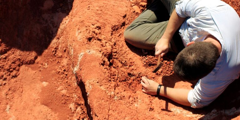 Fóssil descoberto no Brasil lança luz sobre origem dos dinossauros