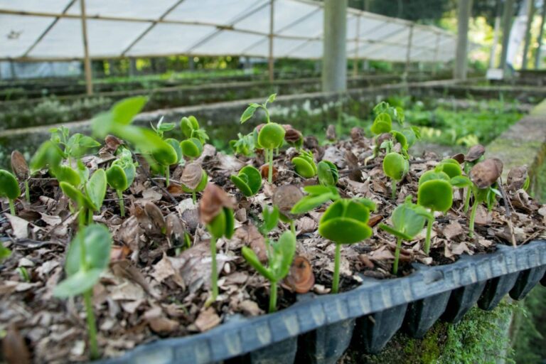 Greenwashing e os desafios da restauração ecológica e da Sustentabilidade Corporativa