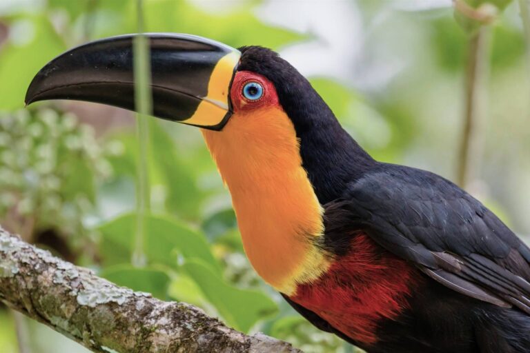 Licenciamento forte pode reduzir a perda de espécies e os prejuízos em negócios