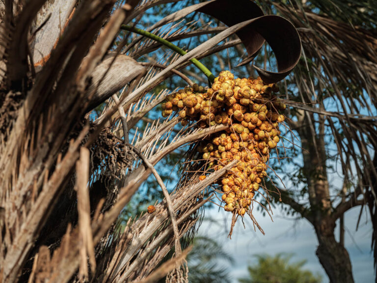 Licuri, a coroa da Caatinga