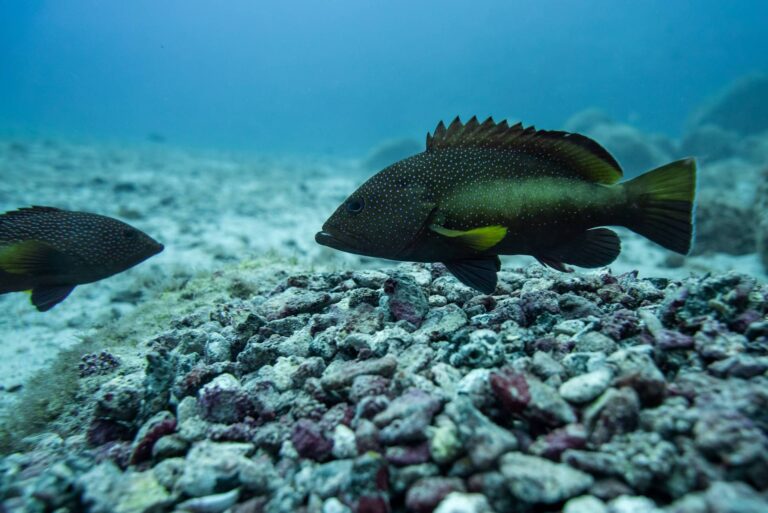 O poder cor de rosa dos bancos de rodolitos – patrimônio que precisa ser conhecido e conservado