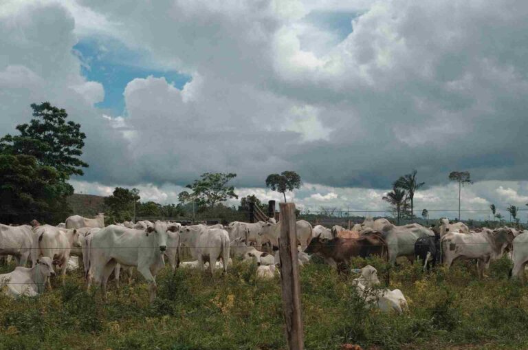 O segredo mais bem guardado da política climática brasileira