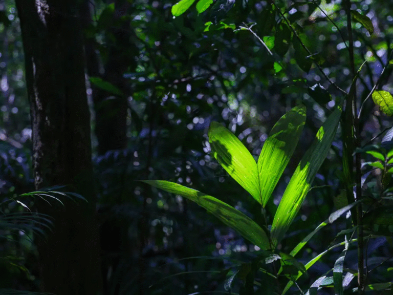 Restauração florestal é oportunidade que estados da Amazônia ainda estão deixando passar