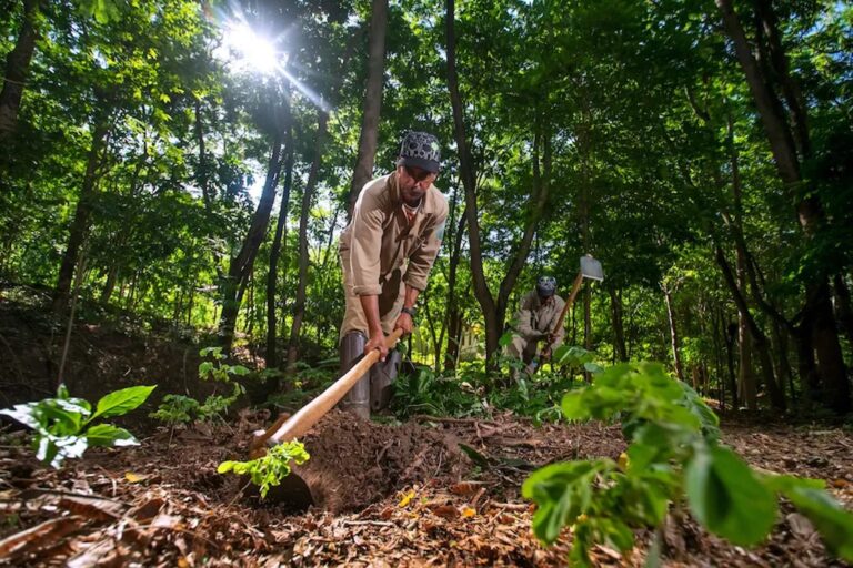 Sem reflorestamento não haverá uma economia verde que se sustente