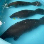 Três nomes disputam votação para filhotes de peixe-boi; veja