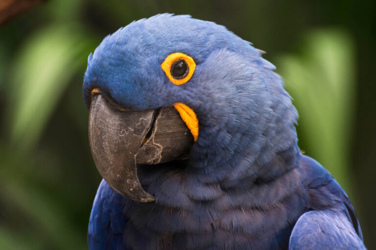 Arara-azul é reconhecida como ave símbolo de MS