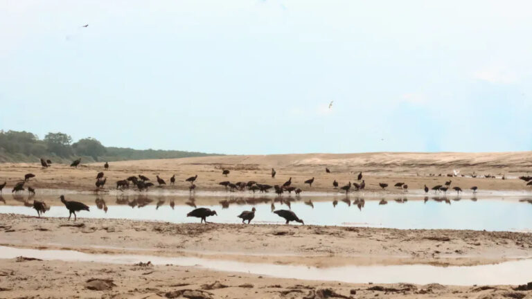 Comitê de clima fortalece ações estratégicas em Rondônia