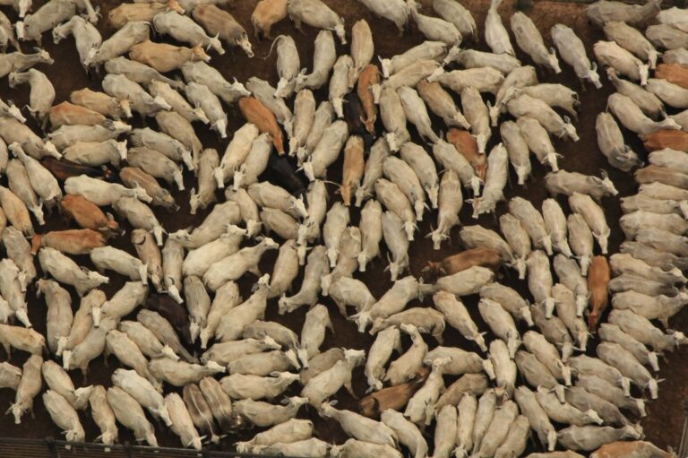 Como a pecuária brasileira pode ser imune às pressões comerciais