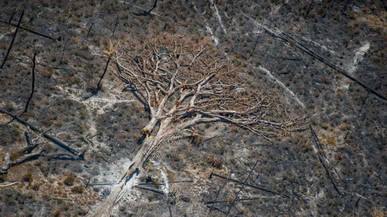 Desmatamento e Queimadas: A Degradação da Floresta Amazônica