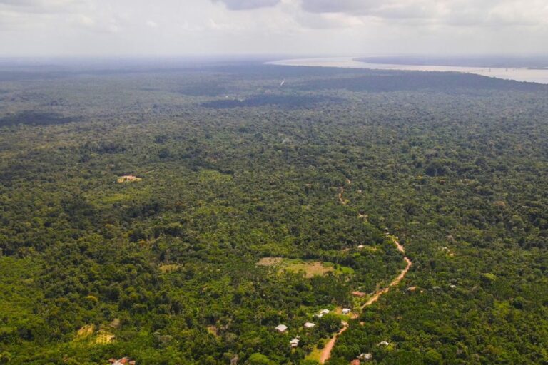 Estudo aponta como afrodescendentes ajudam a manter a floresta amazônica