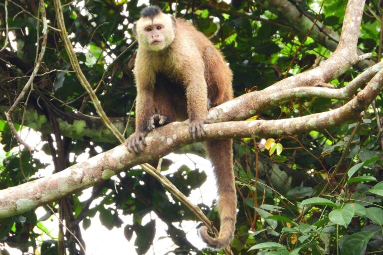 Na porta da COP 30, bate o apelo de um dos macacos mais ameaçados do mundo