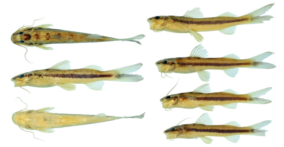 Nova espécie de bagre é descoberta na bacia do rio Xingu