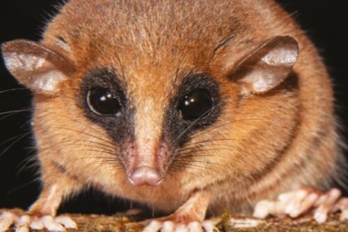 Nova espécie de marsupial é descoberta em Parque no Peru