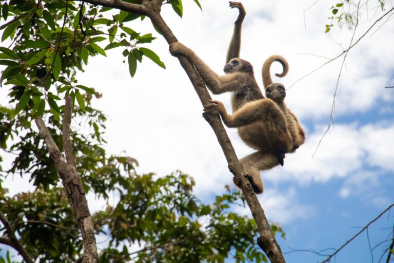 O trabalho de uma década para mapear e proteger as populações de muriqui-do-norte
