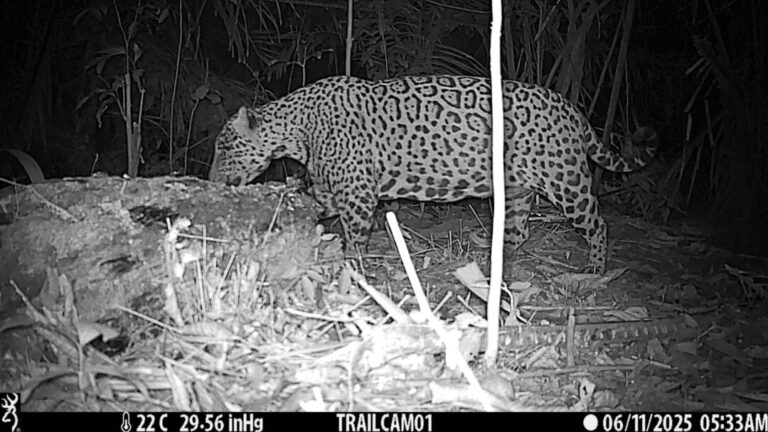 Onça-pintada é flagrada na Floresta Nacional do Bom Futuro