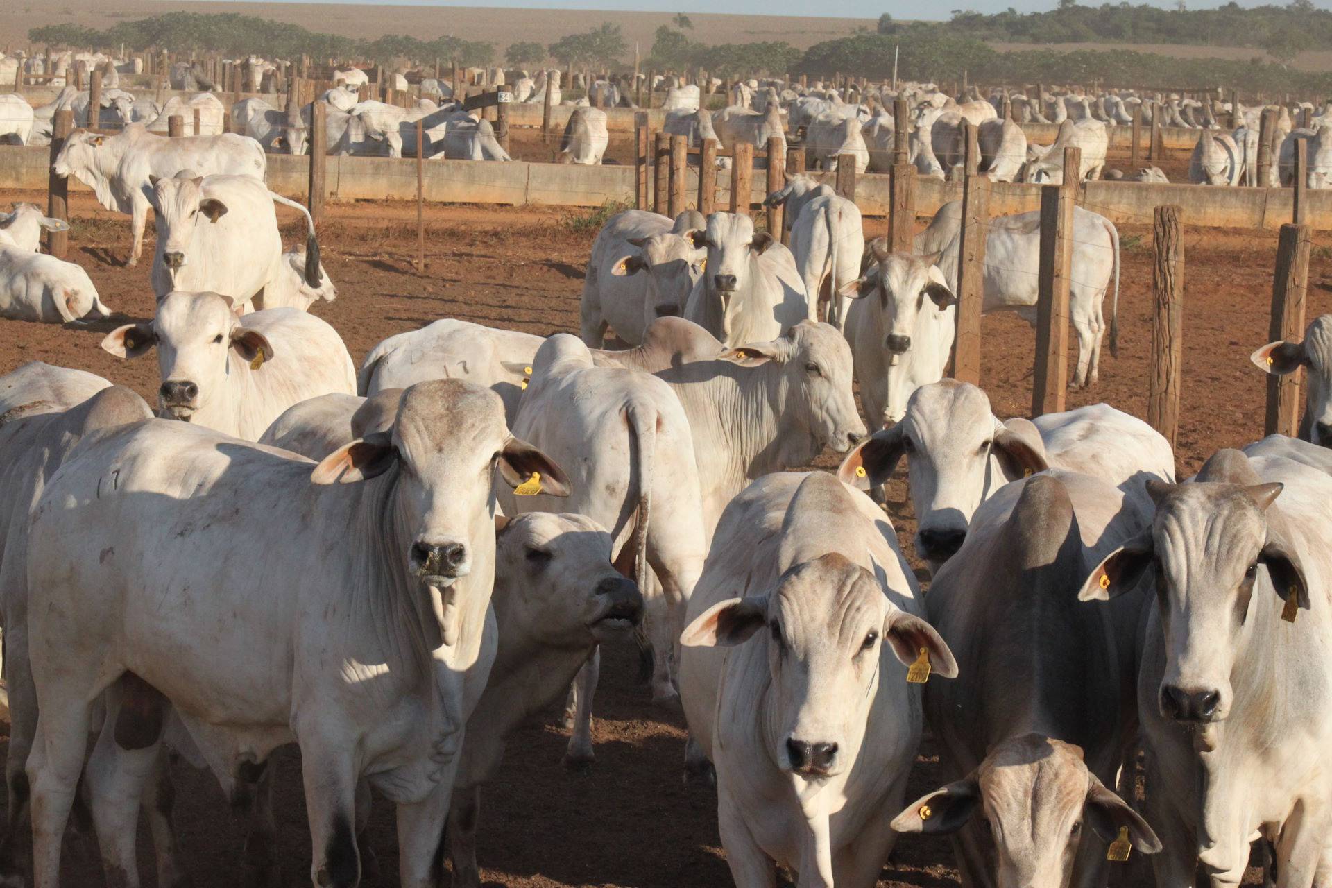 Painel debate rastreabilidade da carne e desafios da comunicação ambiental