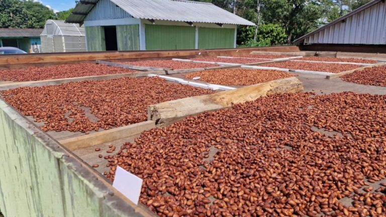 Pesquisa busca fortalecer produção de cacau em Rondônia