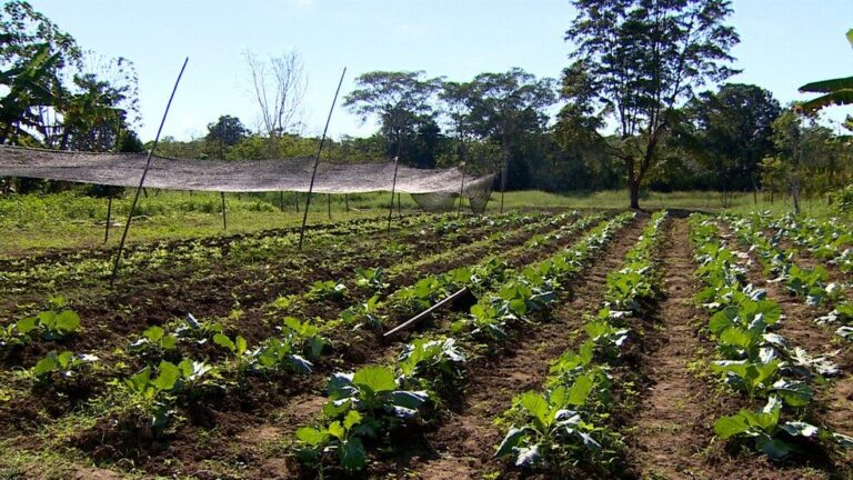 Rios iniciam processo de vazante e agricultores retomam cultivos