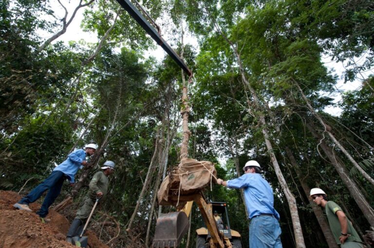 árvore quase extinta é registrada no Pará