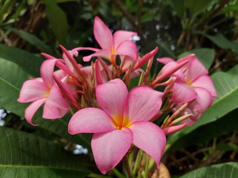 flor cheirosa, com simbologias, mas tóxica