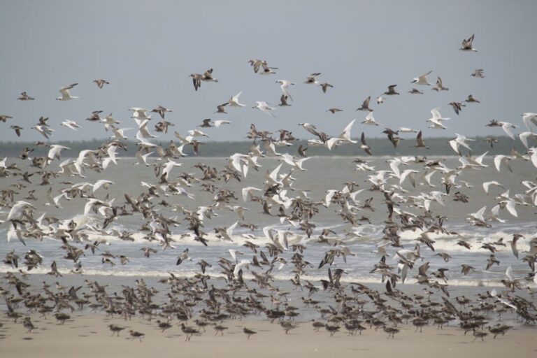 1 ciclo natural marcado pela busca de abrigo e alimento