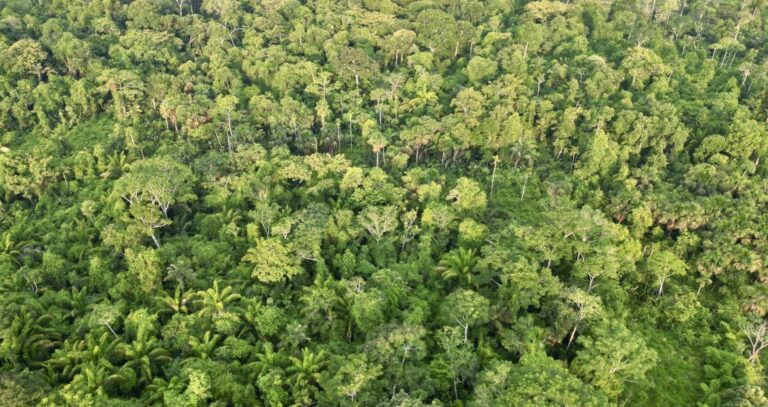 Após 13 anos, Cota de Reserva Ambiental vai começar a vigorar no país
