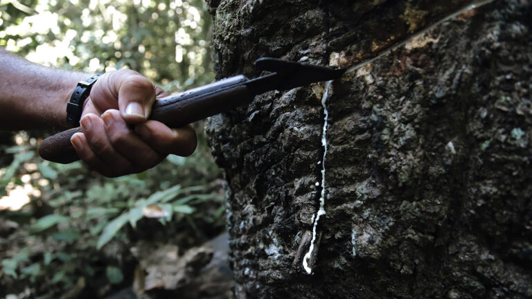 Boi versus extrativismo - Amazônia Real