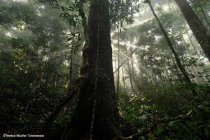 Brasil acelera na captação de recursos para o clima, mas investimento em florestas é mínimo